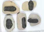 Lot: Assorted Devonian Trilobites - Pieces #92164-2